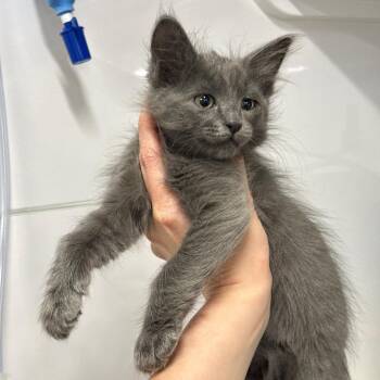Praline -  Domestic Short Hair Cat for Adoption in Spring Hill, Kansas - Praline | PetCurious