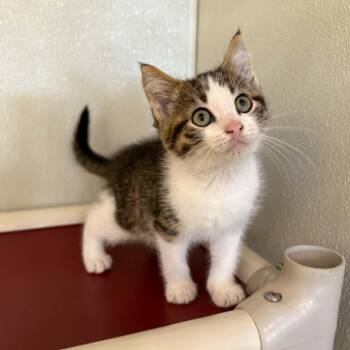 Speedway -  Domestic Short Hair and Tabby Cat for Adoption in Penn Yan, New York - Speedway | PetCurious