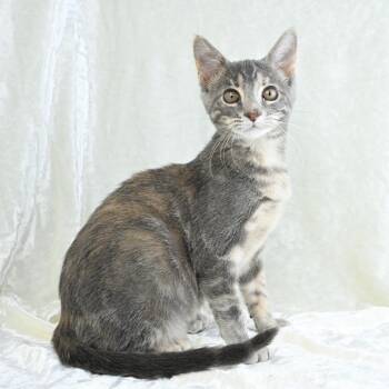 Curry -  Domestic Medium Hair Cat for Adoption in Mobile, Alabama - Curry | PetCurious