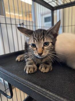 Domestic Short Hair Cats Available for Adoption in Bossier City, Louisiana - Frankie | PetCurious