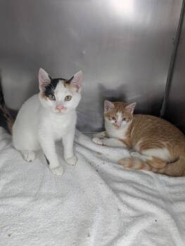 Peaches and Cream BONDED SISTERS -  Domestic Short Hair Cat for Adoption in Mount Vernon, Ohio - Peaches And Cream BONDED SISTERS | PetCurious