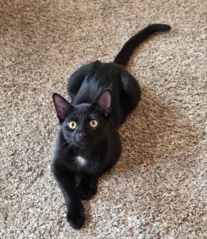 Bella Luna -  Domestic Short Hair Cat for Adoption in Wilmington, North Carolina - Bella Luna | PetCurious