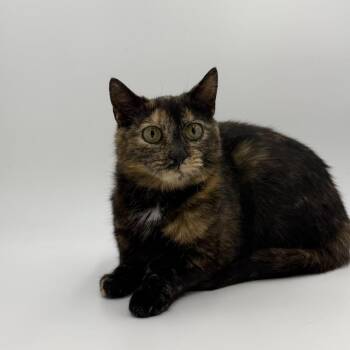 Domestic Short Hair Cats Available for Adoption in State College, Pennsylvania - Beezus | PetCurious