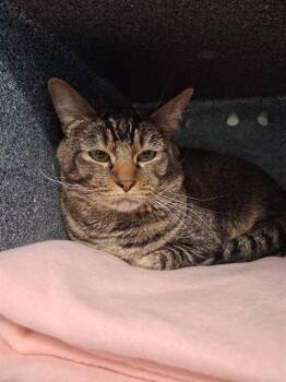 DUTCH -  Domestic Short Hair Cat for Adoption in Colorado Springs, Colorado - DUTCH | PetCurious
