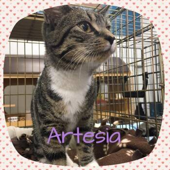 Domestic Short Hair Cats Available for Adoption - Sophie (Artesia) | PetCurious
