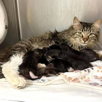 Domestic Medium Hair Cats Available for Adoption in Wheeling, Illinois - Sweet Face | PetCurious