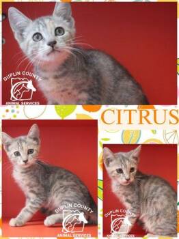 CITRUS -  Domestic Short Hair Cat for Adoption in Kenansville, North Carolina - CITRUS | PetCurious