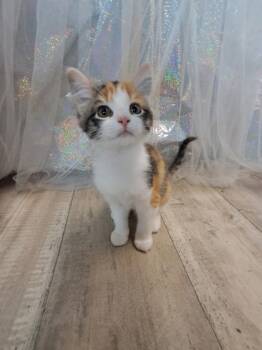 Rescue Domestic Short Hair Cats for Adoption in Shreveport, Louisiana - Callie | PetCurious