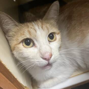 Margarita -  Domestic Short Hair Cat for Adoption in Yuma, Arizona - Margarita | PetCurious