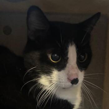 Balsam -  Domestic Short Hair Cat for Adoption in Philadelphia, Pennsylvania - Balsam | PetCurious