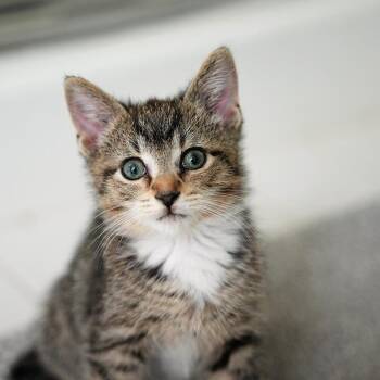 Woodland Kittens: Turtle -  Domestic Short Hair Cat for Adoption in Washington, District Of Columbia - Woodland Kittens: Turtle | PetCurious