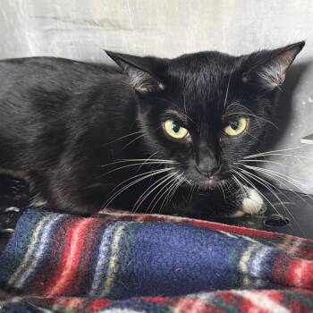 Sage -  Domestic Short Hair Cat for Adoption in Goshen, Indiana - Sage | PetCurious