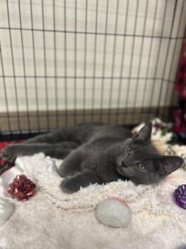Vinaigrette -  Domestic Short Hair Cat for Adoption in Myerstown, Pennsylvania - Vinaigrette | PetCurious