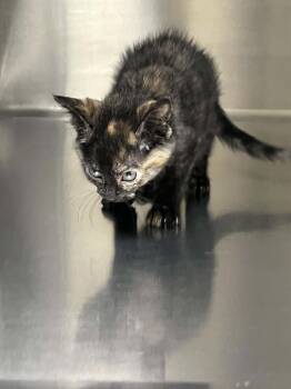 Stormy -  Tortoiseshell and Domestic Short Hair Cat for Adoption in Austin, Minnesota - Stormy | PetCurious