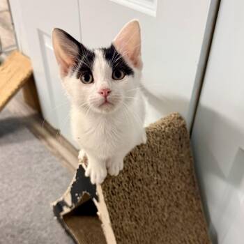 Domestic Short Hair Cats Available for Adoption in Chicago, Illinois - Spud | PetCurious