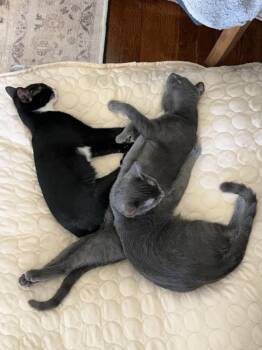 TJ -  Domestic Short Hair Cat for Adoption in Evans, Georgia - TJ | PetCurious