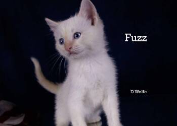Fuzz -  Siamese Cat for Adoption in York, Nebraska - Fuzz | PetCurious