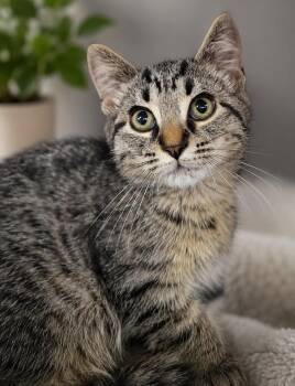 Domestic Short Hair and Tabby Cats Available for Adoption in Cuyahoga Falls, Ohio - Kitten Carerra | PetCurious