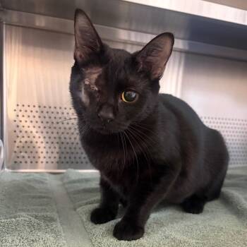 Spy -  Domestic Short Hair Cat for Adoption in Sarasota, Florida - Spy | PetCurious