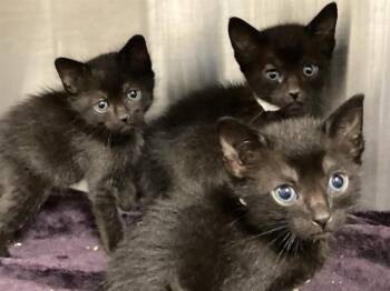 PSYLOCKE -  Domestic Short Hair Cat for Adoption in Tustin, California - PSYLOCKE | PetCurious