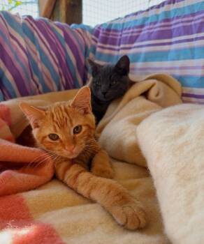 Komo and Henry -  Domestic Short Hair Cat for Adoption in Roberts Creek, British Columbia - Komo And Henry | PetCurious