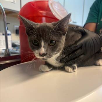 Raindrop -  Domestic Short Hair Cat for Adoption in Huntington, West Virginia - Raindrop | PetCurious