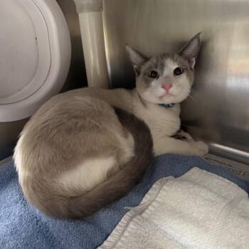 ICE CREAM -  Siamese Cat for Adoption in Alameda, California - ICE CREAM | PetCurious