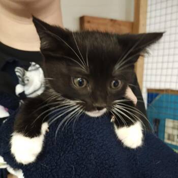 23-19 -  Domestic Short Hair Cat for Adoption in Madison, Wisconsin - 23-19 | PetCurious