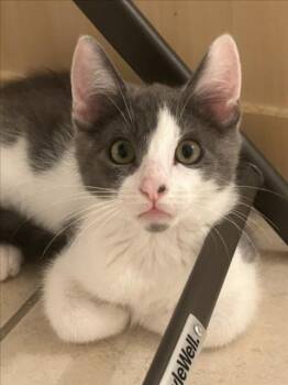 *CHIPPER -  Domestic Short Hair Cat for Adoption in Woodland, California - *CHIPPER | PetCurious