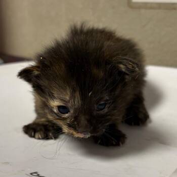 Domestic Short Hair Cats Available for Adoption in Yuma, Arizona - Arya | PetCurious