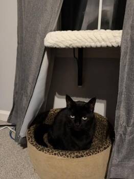 Leia - Courtesy Listing -  Domestic Short Hair Cat for Adoption in Dawson, Georgia - Leia - Courtesy Listing | PetCurious