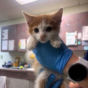 Whiskers -  Domestic Short Hair Cat for Adoption in Newark, New Jersey - Whiskers | PetCurious