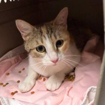 Mist -  Domestic Short Hair Cat for Adoption in Philadelphia, Pennsylvania - Mist | PetCurious