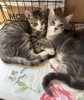 Laura & Luke N. — Tiny but Mighty Siblings -  American Shorthair Cat for Adoption in New York, New York - Laura & Luke N. — Tiny But Mighty Siblings | PetCurious