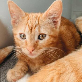 Sienna Jessup -  Domestic Short Hair Cat for Adoption in Eagle Mountain, Utah - Sienna Jessup | PetCurious