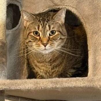 Dave -  Domestic Short Hair Cat for Adoption in Lynchburg, Virginia - Dave | PetCurious