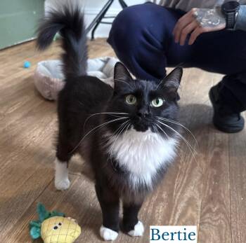 Bertie -  Domestic Long Hair Cat for Adoption in Berkeley Springs, West Virginia - Bertie | PetCurious