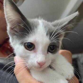 Dove -  Turkish Van and Domestic Medium Hair Cat for Adoption in Tehachapi, California - Dove | PetCurious