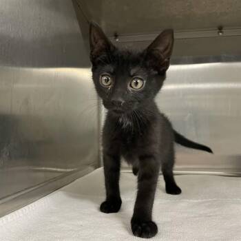 MIDNIGHT -  Domestic Short Hair Cat for Adoption in Tallahassee, Florida - MIDNIGHT | PetCurious
