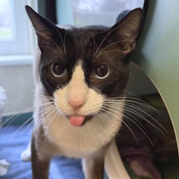Snowshoe and Siamese Cats Available for Adoption in Morristown, Vermont - Milo | PetCurious