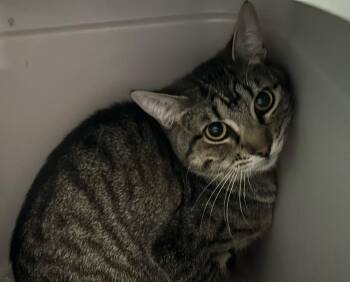 Domestic Short Hair Cats Available for Adoption in Dayton, Minnesota - Bliss | PetCurious