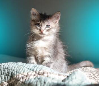 Maggie -  Domestic Long Hair Cat for Adoption in Tyler, Texas - Maggie | PetCurious