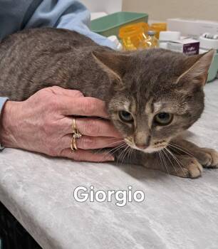 Giorgio -  Domestic Short Hair Cat for Adoption in Plattsburgh, New York - Giorgio | PetCurious