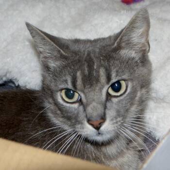 Cape Cod -  Domestic Short Hair Cat for Adoption in Los Angeles, California - Cape Cod | PetCurious