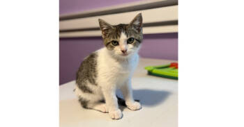 Rescue Domestic Short Hair Cats for Adoption in New Cumberland, West Virginia - Ben | PetCurious