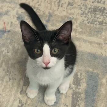 Rescue Domestic Short Hair Cats for Adoption in Cumming, Georgia - Eddy | PetCurious