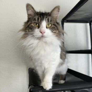 Domestic Long Hair Cats Available for Adoption - Truffle | PetCurious