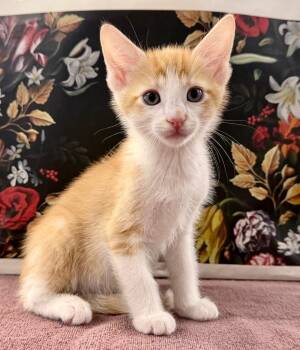 Bellsprout -  Domestic Short Hair Cat for Adoption in Raleigh, North Carolina - Bellsprout | PetCurious