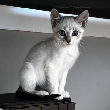 Mercedes -  Siamese Cat for Adoption in Bentonville, Arkansas - Mercedes | PetCurious
