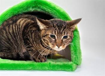 Domestic Short Hair Cats Available for Adoption in Fort Lauderdale, Florida - LUTHER | PetCurious